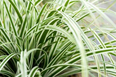 Laîche everest Carex oshimensis 'Everest' 5-10 pot P9 Carex oshimensis 'Everest'