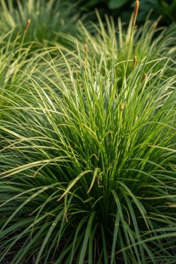 Carex à feuilles persistantes Carex oshimensis 'Evergreen' 5-10 pot P9 Carex oshimensis 'Evergreen'