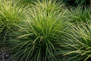 Carex à feuilles persistantes Carex oshimensis 'Evergreen' 5-10 pot P9 Carex oshimensis 'Evergreen'