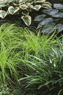 Laîche du Japon 'Everillo' Carex oshimensis 'Everillo' 5-10 pot P9 Carex oshimensis 'Everillo'