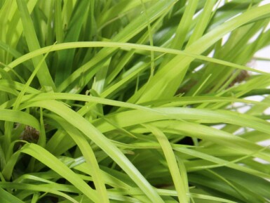 Laîche du Japon 'Everillo' Carex oshimensis 'Everillo' 5-10 pot P9 Carex oshimensis 'Everillo'