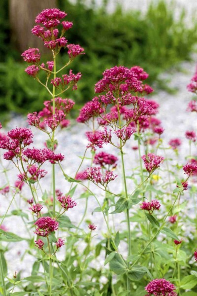 Valériane rouge Centranthus ruber 5-10 pot P9 Centranthus ruber