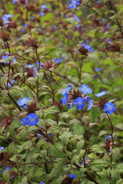 Plumbago de willmott Ceratostigma willmottianum 5-10 pot P9 Ceratostigma willmottianum