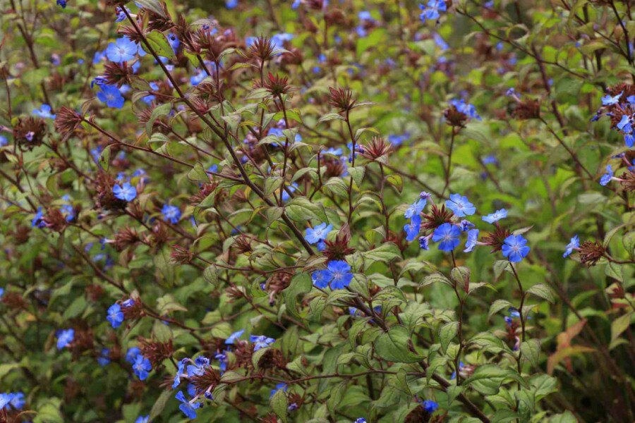 Plumbago de willmott Ceratostigma willmottianum 5-10 pot P9 Ceratostigma willmottianum