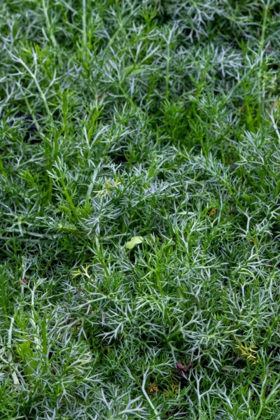 Camomille noble Chamaemelum nobile 'Treneague' 5-10 pot P9 Chamaemelum nobile 'Treneague'