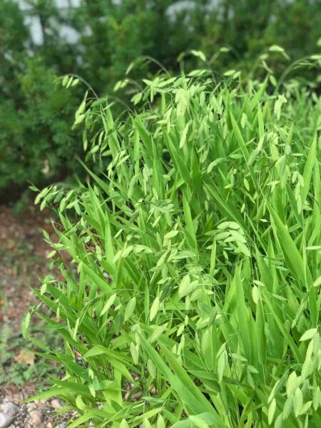 Avoine sauvage Chasmanthium latifolium 5-10 pot P9 Chasmanthium latifolium