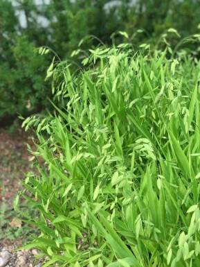 Avoine sauvage Chasmanthium latifolium 5-10 pot P9 Chasmanthium latifolium