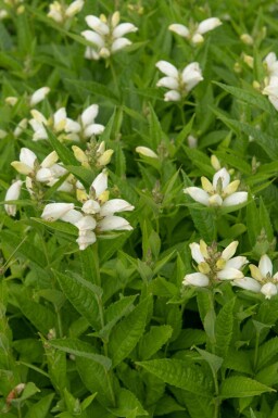 Tête de tortue Chelone obliqua 'Alba' 5-10 pot P9 Chelone obliqua 'Alba'