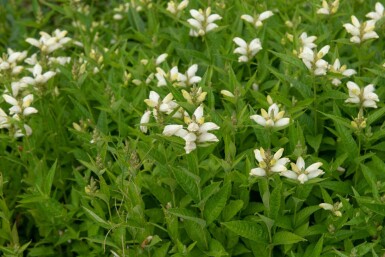 Tête de tortue Chelone obliqua 'Alba' 5-10 pot P9 Chelone obliqua 'Alba'