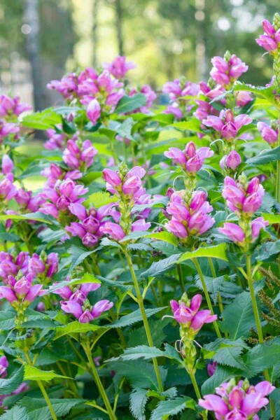 Tête de tortue Chelone obliqua 5-10 pot P9 Chelone obliqua