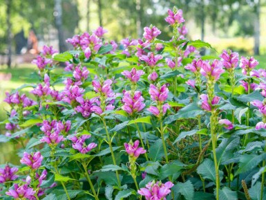 Tête de tortue Chelone obliqua 5-10 pot P9 Chelone obliqua