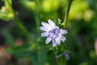 Chicorée sauvage Cichorium intybus 5-10 pot P9 Cichorium intybus