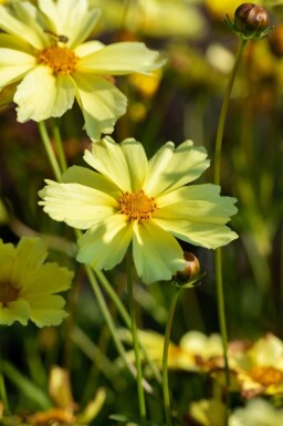 Coréopsis jaune Coreopsis verticillata 'Full Moon' 5-10 pot P9 Coreopsis verticillata 'Full Moon'