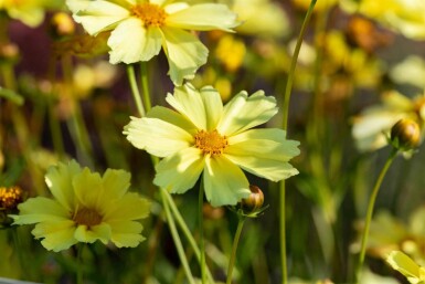 Coréopsis jaune Coreopsis verticillata 'Full Moon' 5-10 pot P9 Coreopsis verticillata 'Full Moon'
