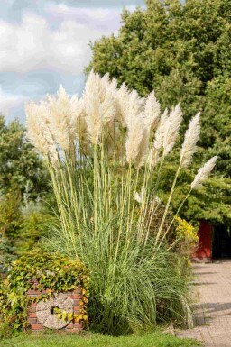 Herbe de la pampa Cortaderia selloana 5-10 pot P9 Cortaderia selloana