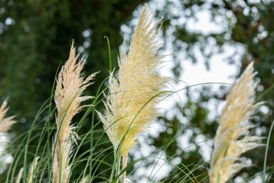 Herbe de la pampa Cortaderia selloana 5-10 pot P9 Cortaderia selloana