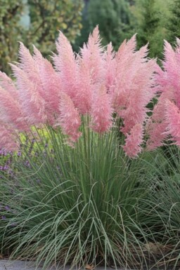 Herbe de la pampa Cortaderia selloana 'Rosea' 5-10 pot P9 Cortaderia selloana 'Rosea'