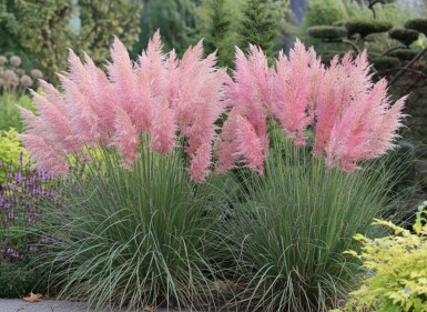 Herbe de la pampa Cortaderia selloana 'Rosea' 5-10 pot P9 Cortaderia selloana 'Rosea'