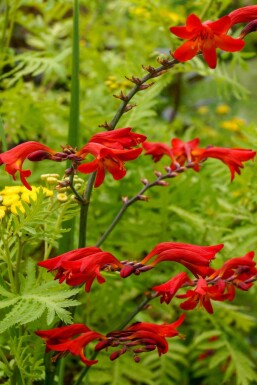 Crocosmie Crocosmia x crocosmiiflora 'Emberglow' 5-10 pot P9 Crocosmia x crocosmiiflora 'Emberglow'