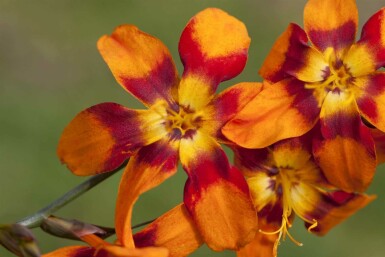 Fleur de feu Crocosmia x crocosmiiflora 'Emily McKenzie' 5-10 pot P9 Crocosmia x crocosmiiflora 'Emily McKenzie'