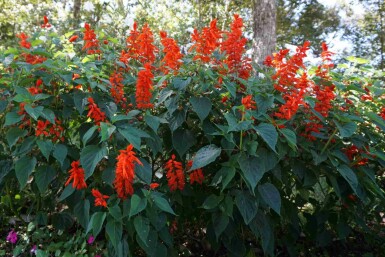 Crocosmie Crocosmia x crocosmiiflora 'Red King' 5-10 pot P9 Crocosmia x crocosmiiflora 'Red King'