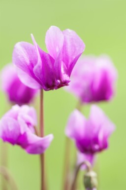 Cyclamen de naples Cyclamen hederifolium 5-10 pot P9 Cyclamen hederifolium