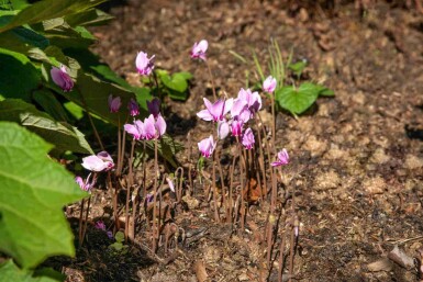 Cyclamen de naples Cyclamen hederifolium 5-10 pot P9 Cyclamen hederifolium