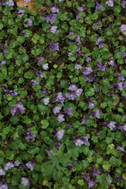 Cymbalaire des murs Cymbalaria muralis 5-10 pot P9 Cymbalaria muralis