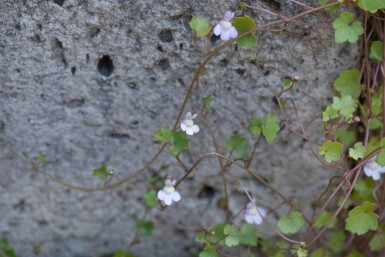 Cymbalaire des murs Cymbalaria muralis 5-10 pot P9 Cymbalaria muralis
