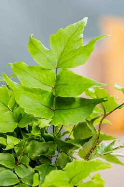 Fougère houx Cyrtomium fortunei 5-10 pot P9 Cyrtomium fortunei