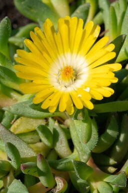 Pourpier vivace Delosperma congestum 5-10 pot P9 Delosperma congestum