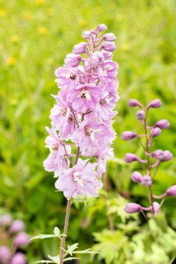Dauphinelle Delphinium pacific 'Astolat' 5-10 pot P9 Delphinium pacific 'Astolat'