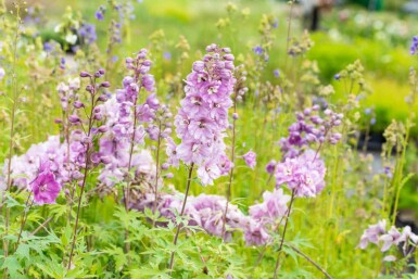 Dauphinelle Delphinium pacific 'Astolat' 5-10 pot P9 Delphinium pacific 'Astolat'