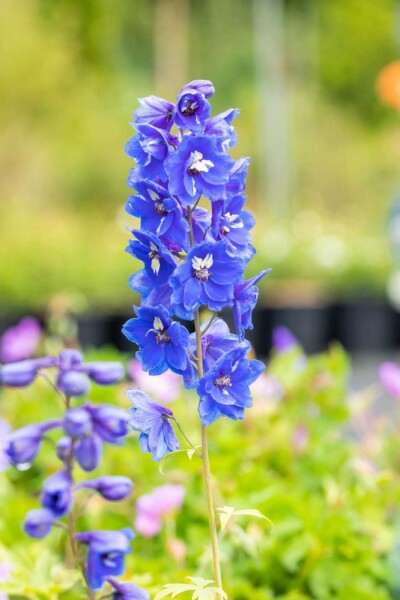 Dauphinelle Delphinium pacific 'Blue Bird' 5-10 pot P9 Delphinium pacific 'Blue Bird'