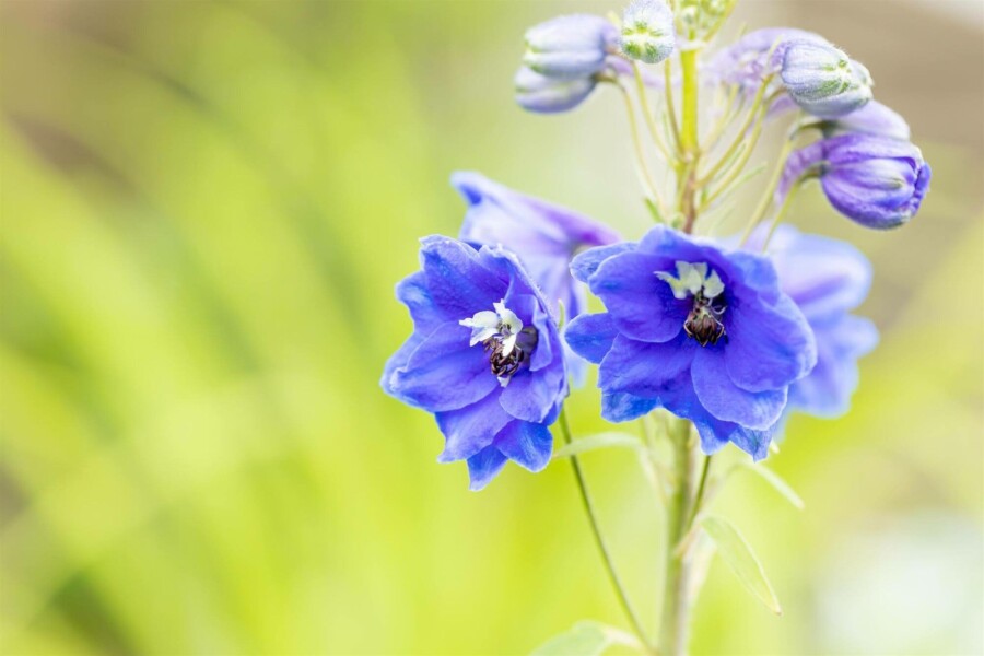 Dauphinelle Delphinium pacific 'Blue Bird' 5-10 pot P9 Delphinium pacific 'Blue Bird'