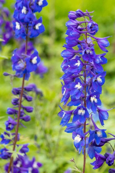 Dauphinelle Delphinium pacific 'King Arthur' 5-10 pot P9 Delphinium pacific 'King Arthur'