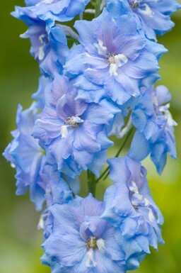Dauphinelle Delphinium pacific 'Summer Skies' 5-10 pot P9 Delphinium pacific 'Summer Skies'