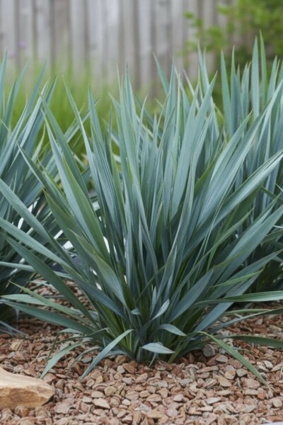Lis de Tasmanie Dianella 'Blue Stream' 5-10 pot P9 Dianella 'Blue Stream'
