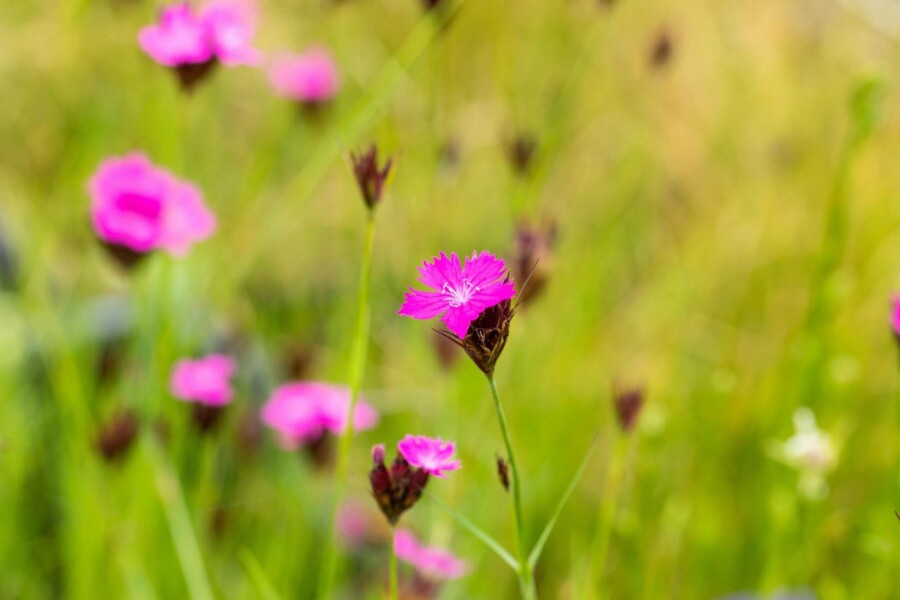 Oeillet des chartreux Dianthus carthusianorum 5-10 pot P9 Dianthus carthusianorum