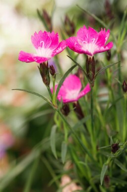 Åillet bleuâtre 'Kahori' Dianthus caryophyllus 'Kahori' 5-10 pot P9 Dianthus caryophyllus 'Kahori'