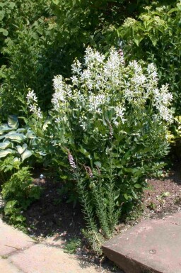 Buisson ardent Dictamnus albus 'Albiflorus' 5-10 pot P9 Dictamnus albus 'Albiflorus'