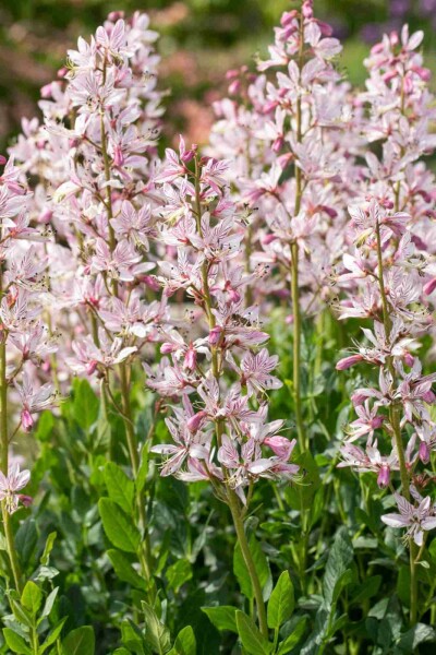 Buisson ardent Dictamnus albus 5-10 pot P9 Dictamnus albus