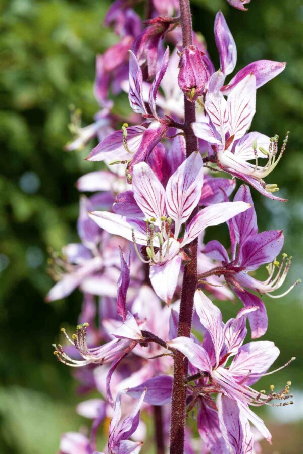 Buisson ardent Dictamnus albus 5-10 pot P9 Dictamnus albus