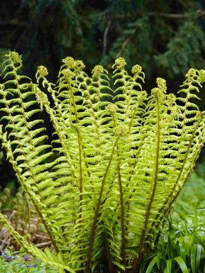 Fougère noire Dryopteris wallichiana 5-10 pot P9 Dryopteris wallichiana