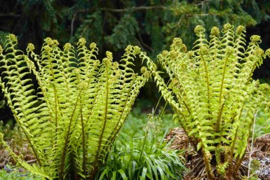 Fougère noire Dryopteris wallichiana 5-10 pot P9 Dryopteris wallichiana