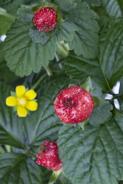 Fraise des indes Duchesnea indica 5-10 pot P9 Duchesnea indica