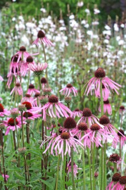 Échinacée pâle Echinacea pallida 5-10 pot P9 Echinacea pallida