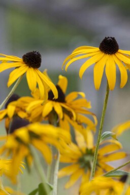 Échinacée jaune Echinacea paradoxa 5-10 pot P9 Echinacea paradoxa