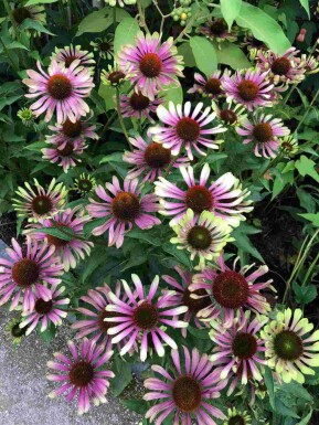 Rudbeckie pourpre Echinacea purpurea 'Green Twister' 5-10 pot P9 Echinacea purpurea 'Green Twister'