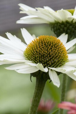 Échinacée pourpre Echinacea purpurea 'Virgin' 5-10 pot P9 Echinacea purpurea 'Virgin'